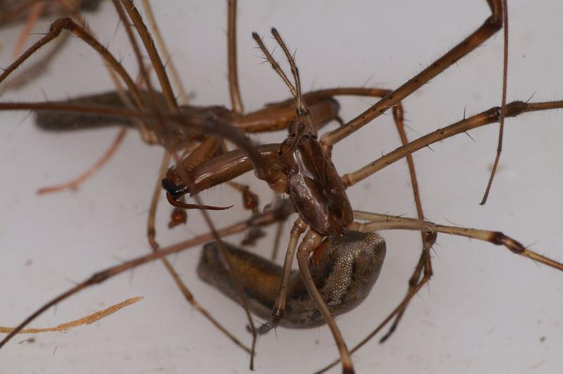 Tetragnatha_bituberculata_D7911_D_88_North Stradbroke island_Australie.jpg